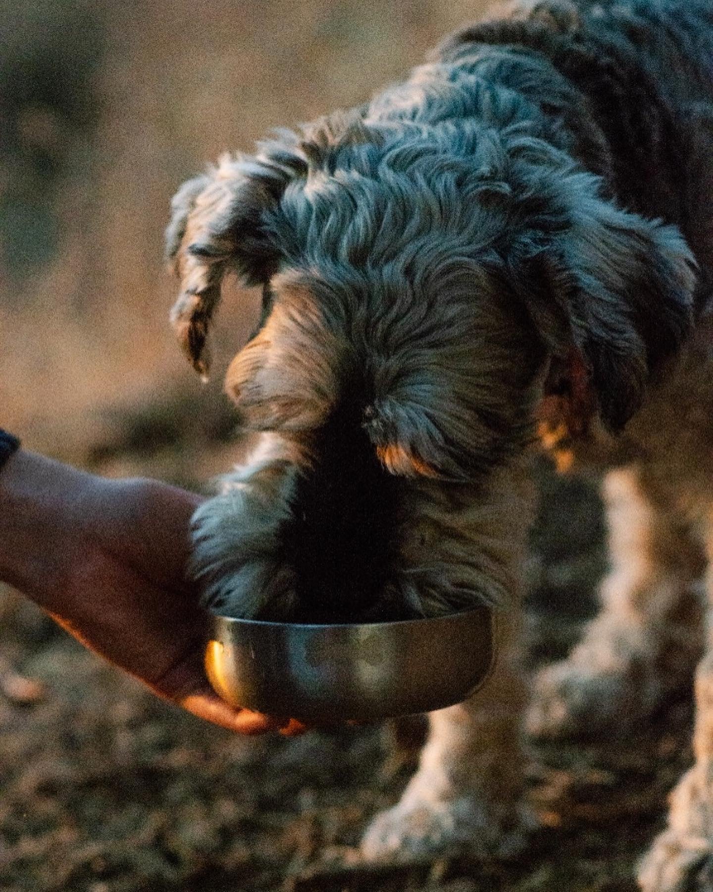 Termo para perros y gatos