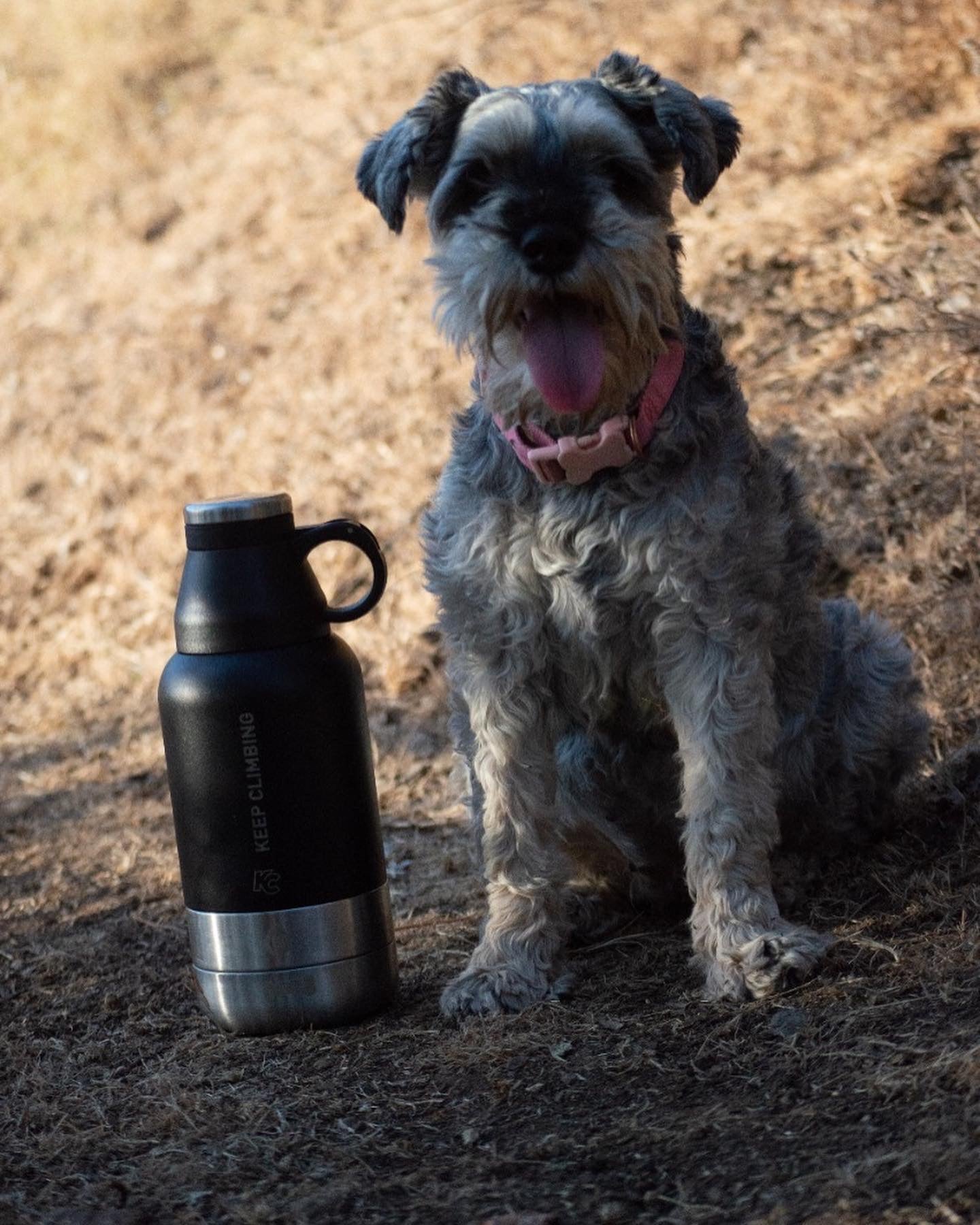 Termo para perros y gatos